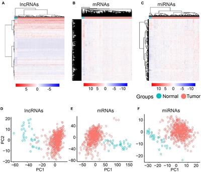 Immune and Metabolic Dysregulated Coding and Non-coding RNAs Reveal Survival Association in Uterine Corpus Endometrial Carcinoma